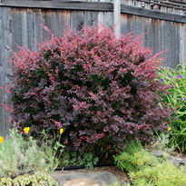    Berberis thunbergii Atropurpurea